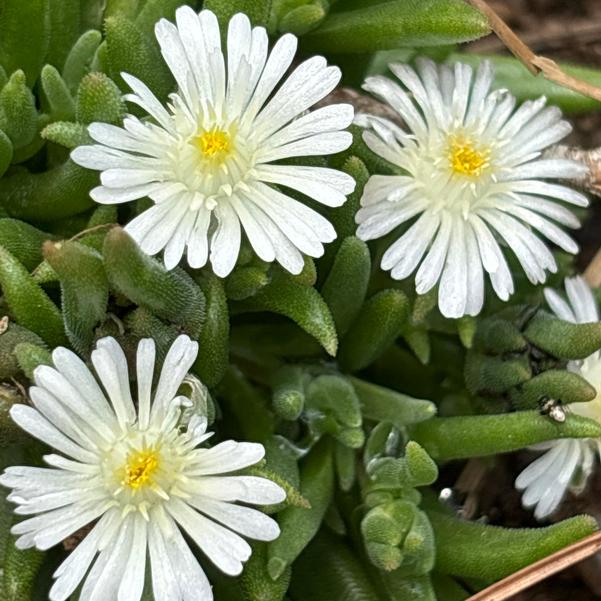 Delosperma hybrid Rock Crystal 'White' Image