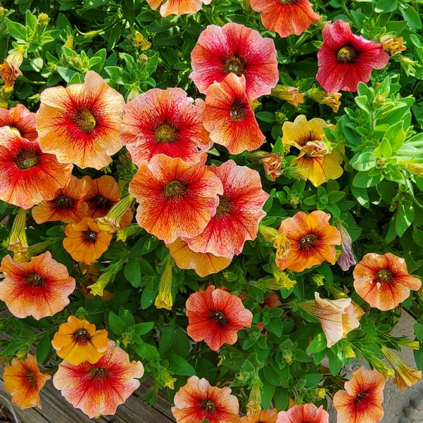 Petchoa Caliburst™ 'Nectarine' Image