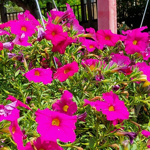 Petchoa EnViva™ Pink Image