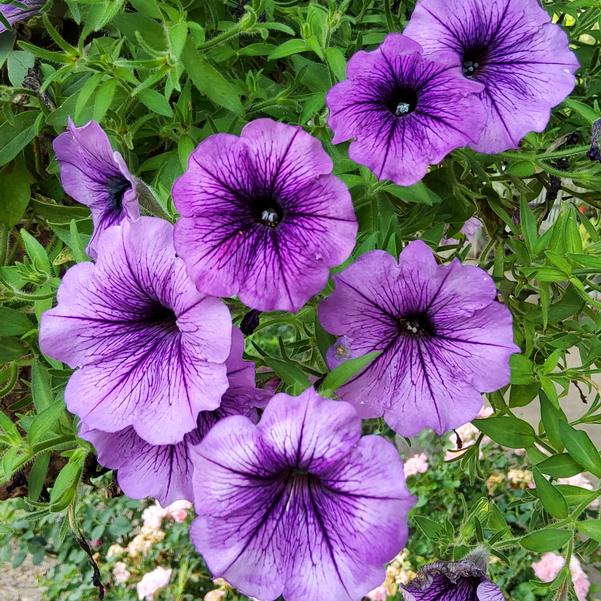 Petunia Surfinia® 'Heavenly Blue Violet' Image