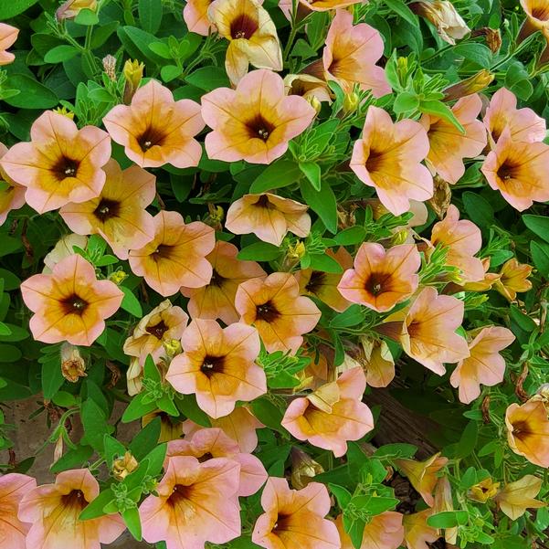 Petunia Surfinia® 'Heavenly Peach Horizon' Image