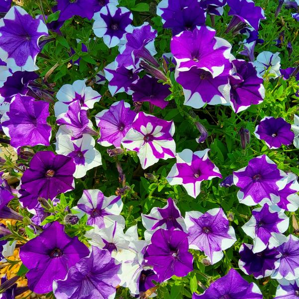 Petunia E3 Easy Wave® 'Midnight Marble' Image