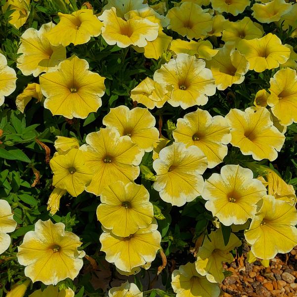 Petunia 'NewBee' Image