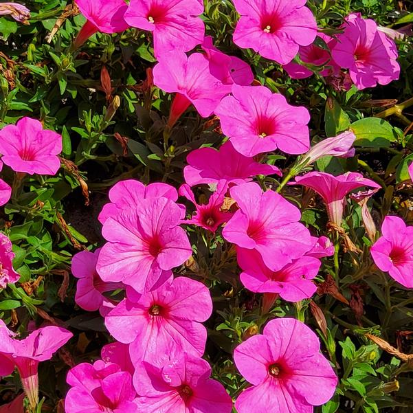 Petunia Starlet™ 'Pink' Image