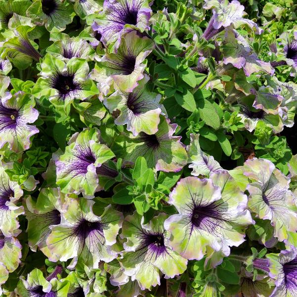 Petunia Amazonas™ 'Plum Cockatoo' Image
