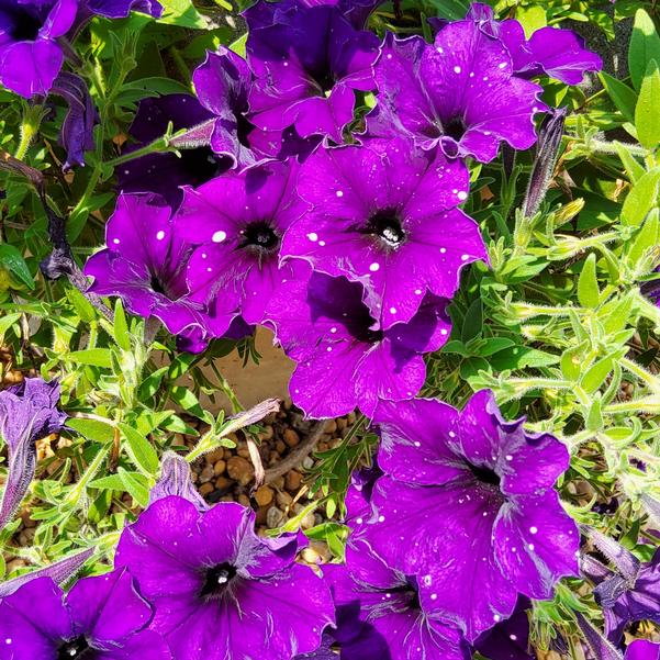 Petunia Headliner™ 'Violet Sky' Image