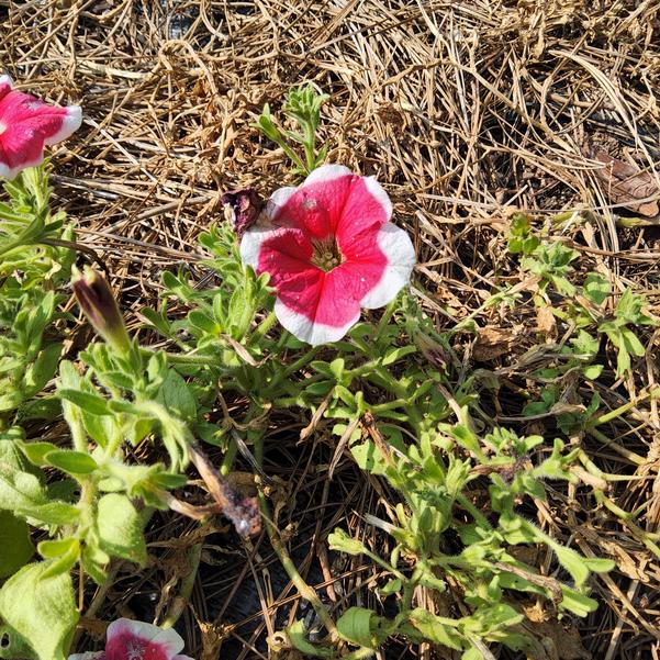 Petunia 26OSI-10 C2 F1 Limbo 'GP Red Picotee' Image