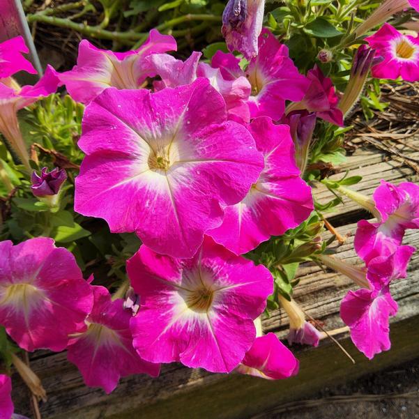 Petunia 26OSI-11 C2 Mambo 'GP Rose Morn' Image