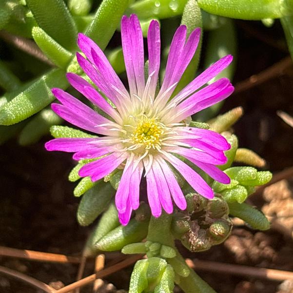 Delosperma hybrid Solstice 'Purple' Image