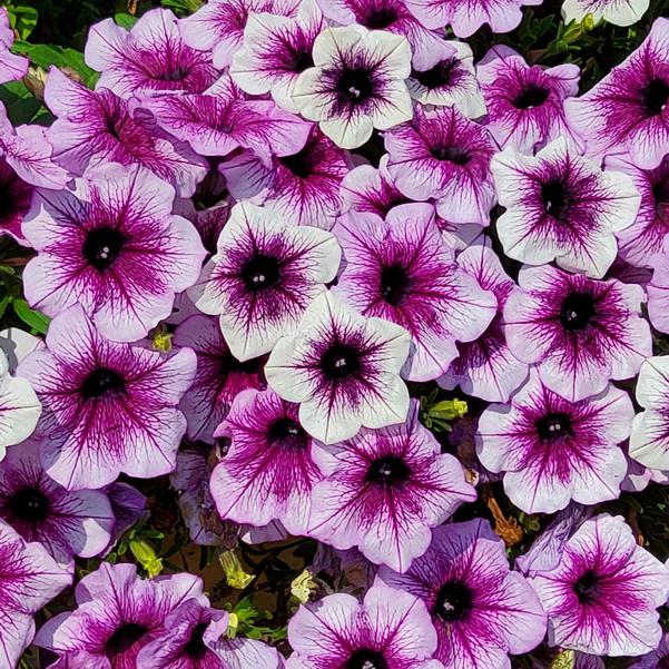 Petunia hybrid Supertunia® 'Bordeaux™ II' Image