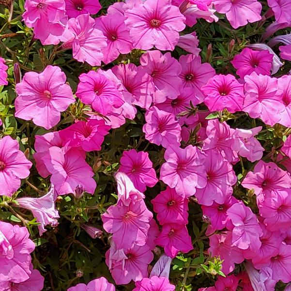 Petunia hybrid Supertunia Vista® 'Bubblegum® II' Image