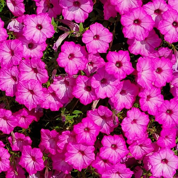 Petunia hybrid Supertunia 'Pink Tiara™' Image