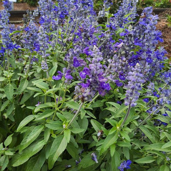 Salvia Mystical 'Blue' Image