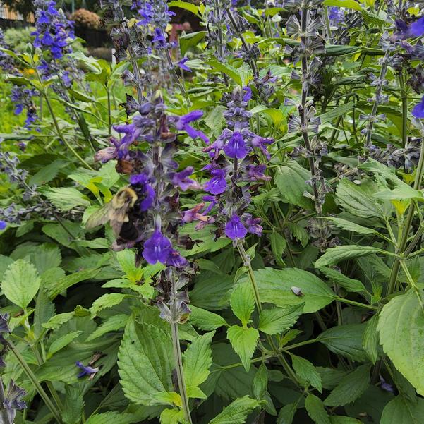 Salvia Mystic 'Spires' Image