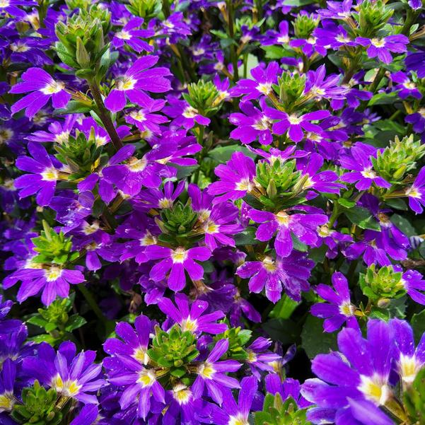 Scaevola Blazen™ 'Blue' Image