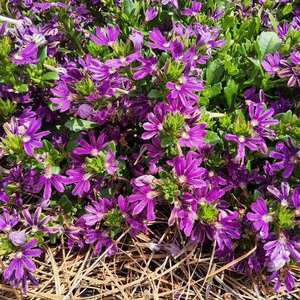 Scaevola Surdiva® 'Purple Improved' Image