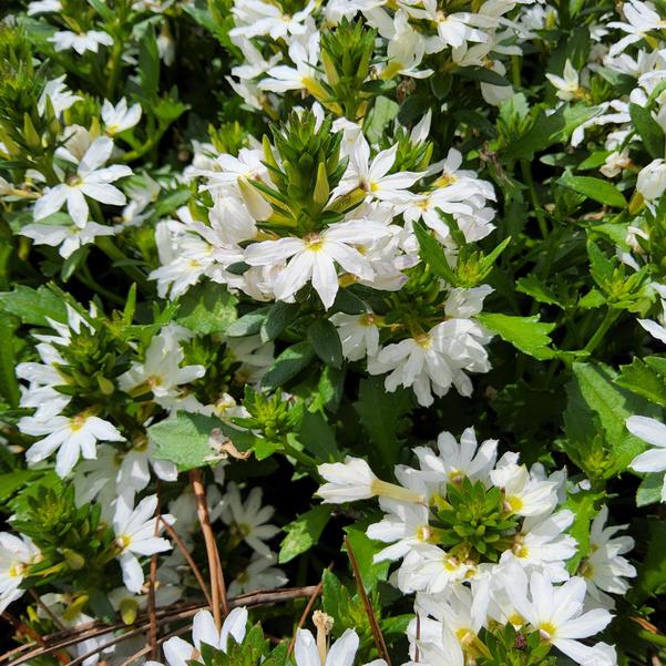 Scaevola Blazen™ 'White' Image