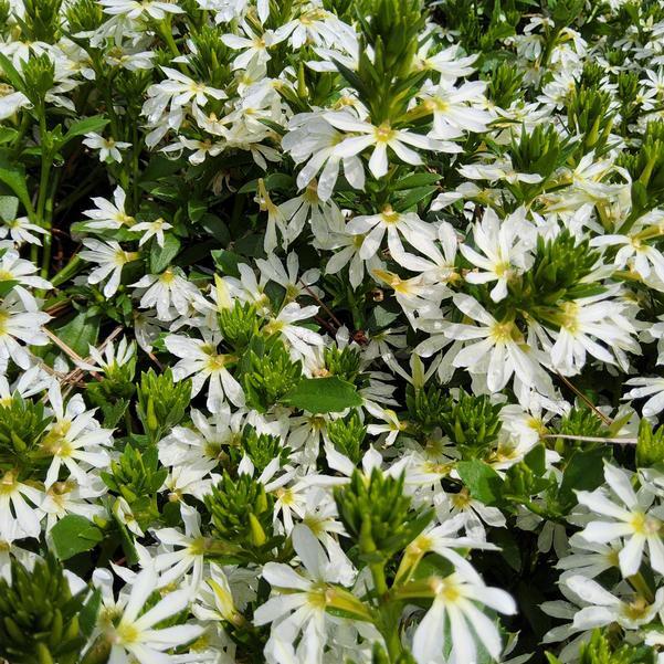 Scaevola Surdiva® 'White' Image