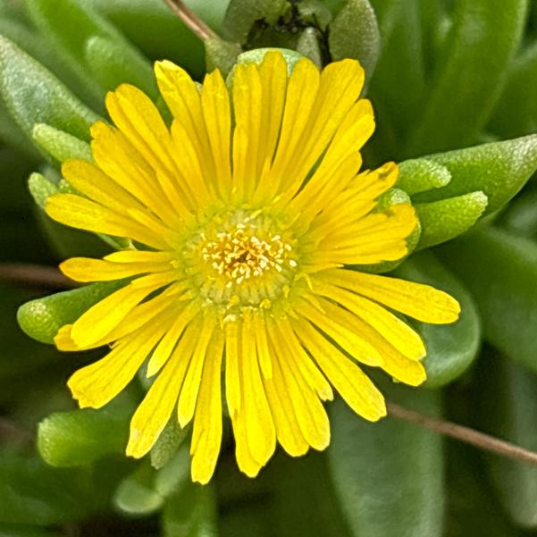 Delosperma hybrid Solstice 'Yellow' Image