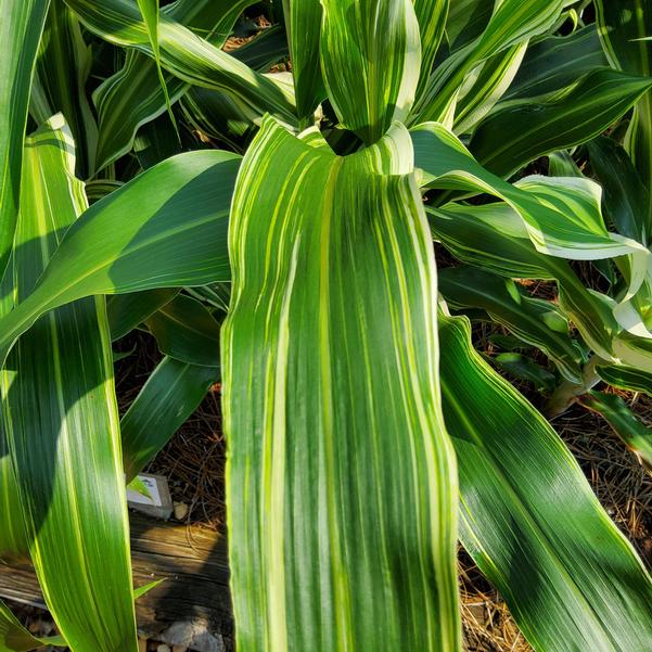 Sorghum 26OSI-02 F1 Image