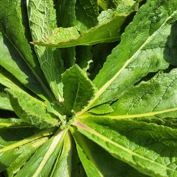 Verbascum 'B08SB545' Image