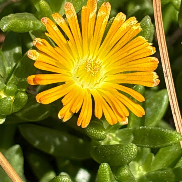 Delosperma hybrid Solstice 'Orange' Image