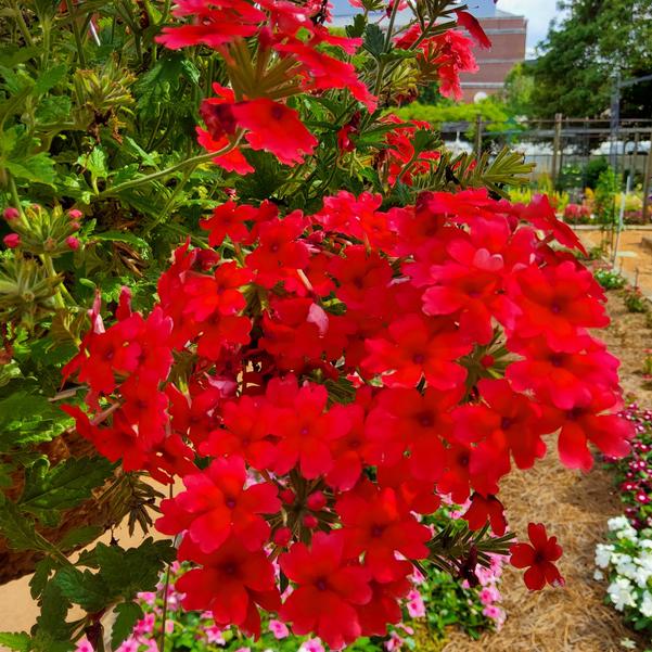 Verbena EnduraScape™ 'Hot Coral' Image
