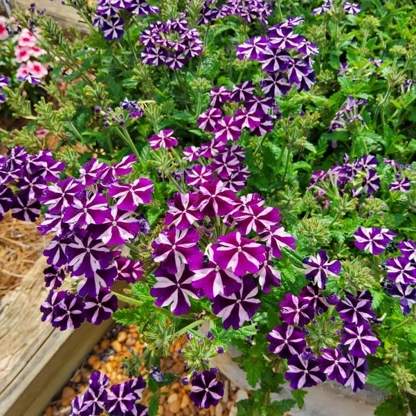 Verbena Firehouse™ 'Violet Vortex' Image