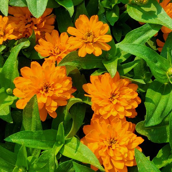 Zinnia marylandica Zydeco™ 'Gold' Image