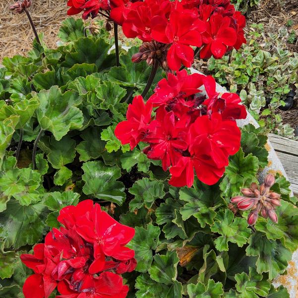 Zonal Geranium Moonlight™ 'Dark Red' Image