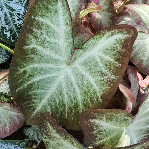 Caladium 'Crème Brulee' Image