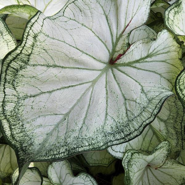 Caladium 'High Society' Image