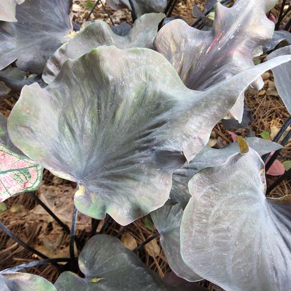 Caladium 'Midnight Oil' Image