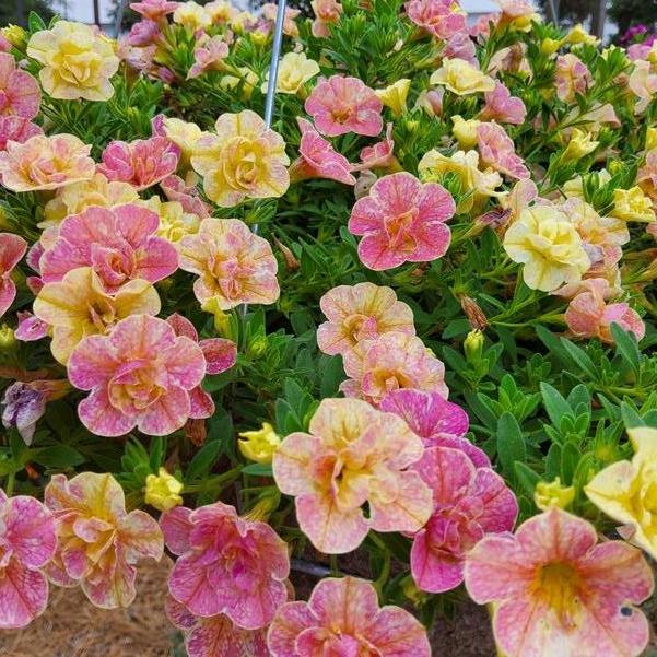 Calibrachoa hybrid Superbells Magic® 'Double Grapefruit' Image