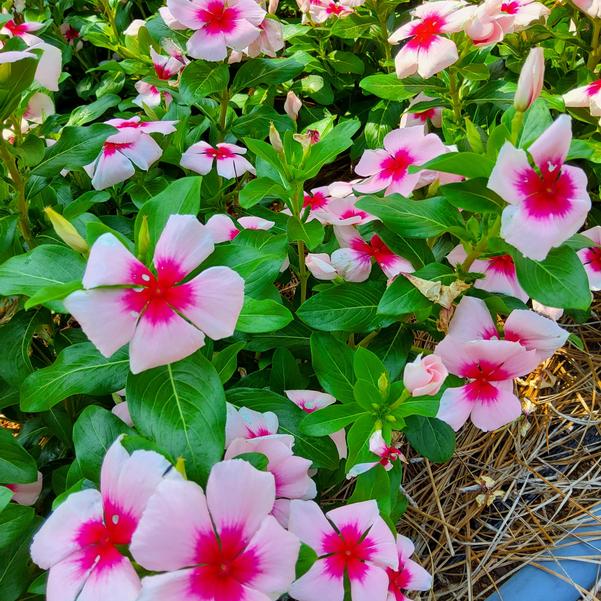Catharanthus roseus Nirvana&reg; XDR 'Blush Splash' Image