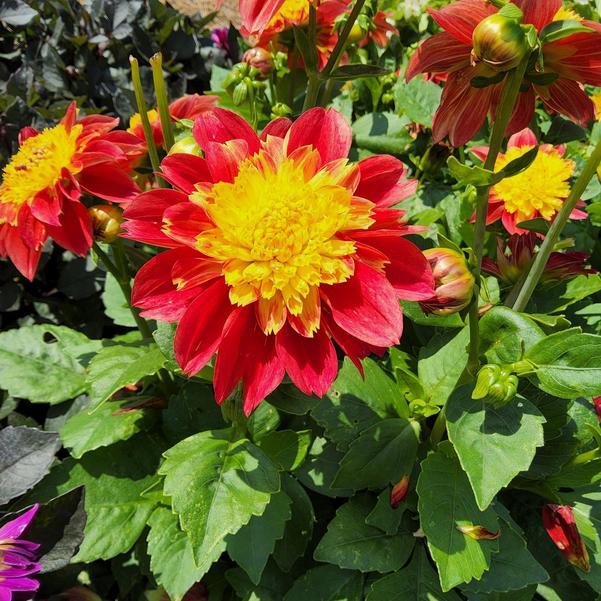 Dahlia Venti™ 'FireBurst' Image