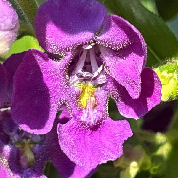 Angelonia Angelface® 'Blue' Image