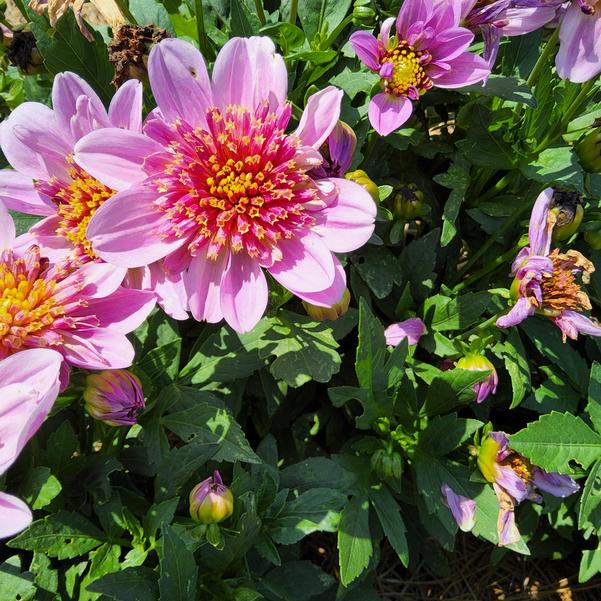 Dahlia Venti™ 'PinkBurst' Image