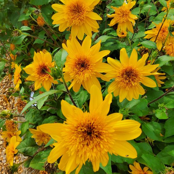 Helianthus annuus Sunfinity&reg; 'Double Yellow' Image
