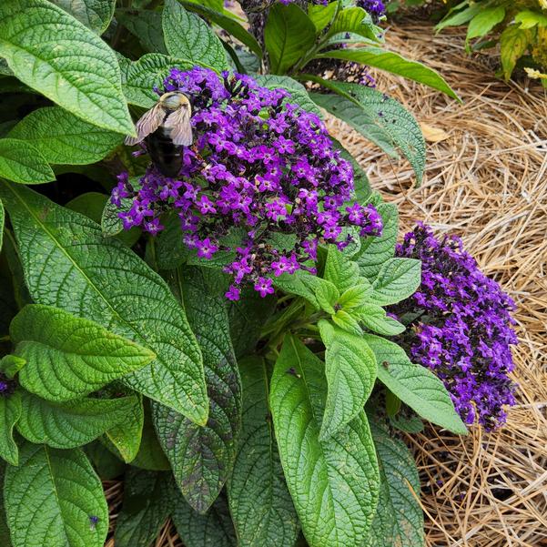Heliotropium arborescens Aromagica™ 'Purple' Image