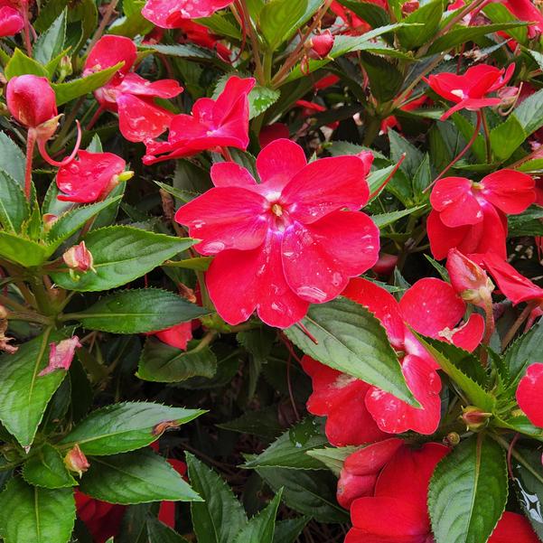 Impatiens Sol Luna 'Prime Red' Image