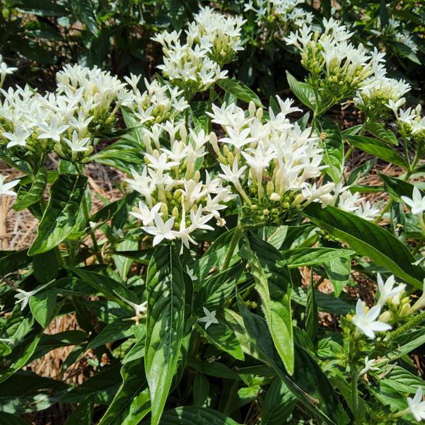 Pentas lanceolata Beehive™ 'White' Image