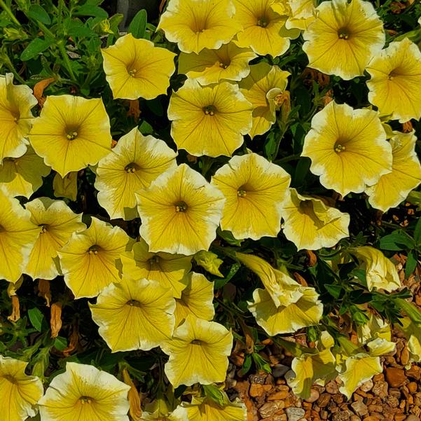 Petunia 'Bees Knees' Image