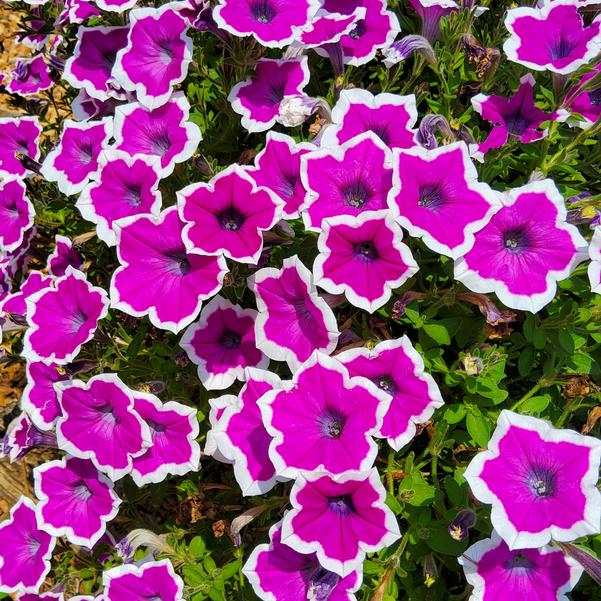 Petunia hybrid Supertunia® 'Hoopla® Vivid Orchid™' Image