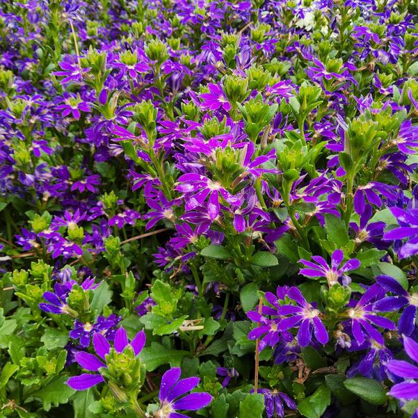 Scaevola Surdiva 'Blue Violet Improved' Image