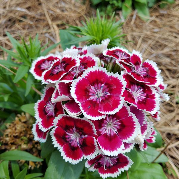 Dianthus Dart™ 'Red White Picotee' Image