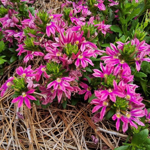 Scaevola Surdiva 'Fashion Pink Improved' Image