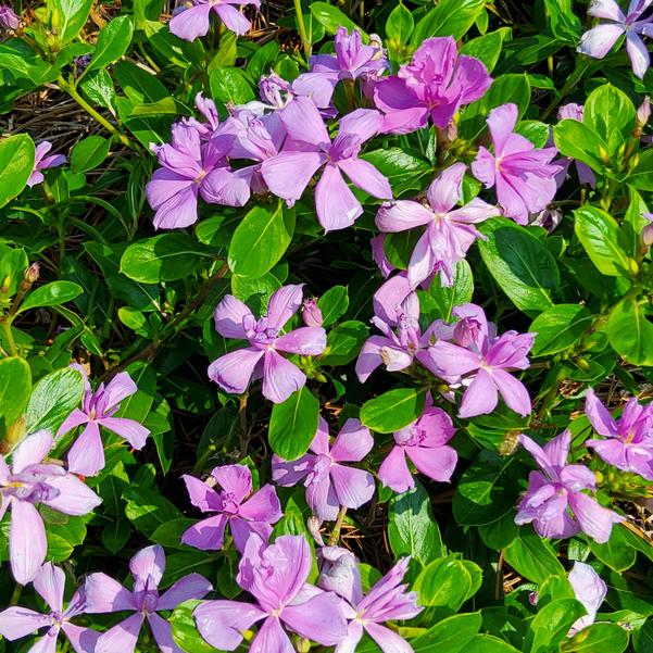 Vinca Soiree 'Double Orchid Improved' Image
