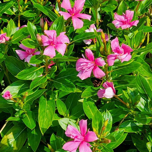 Vinca Soiree 'Double Pink Improved' Image