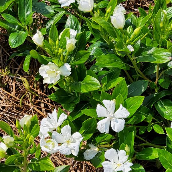 Vinca Soiree 'Double Pure White' Image